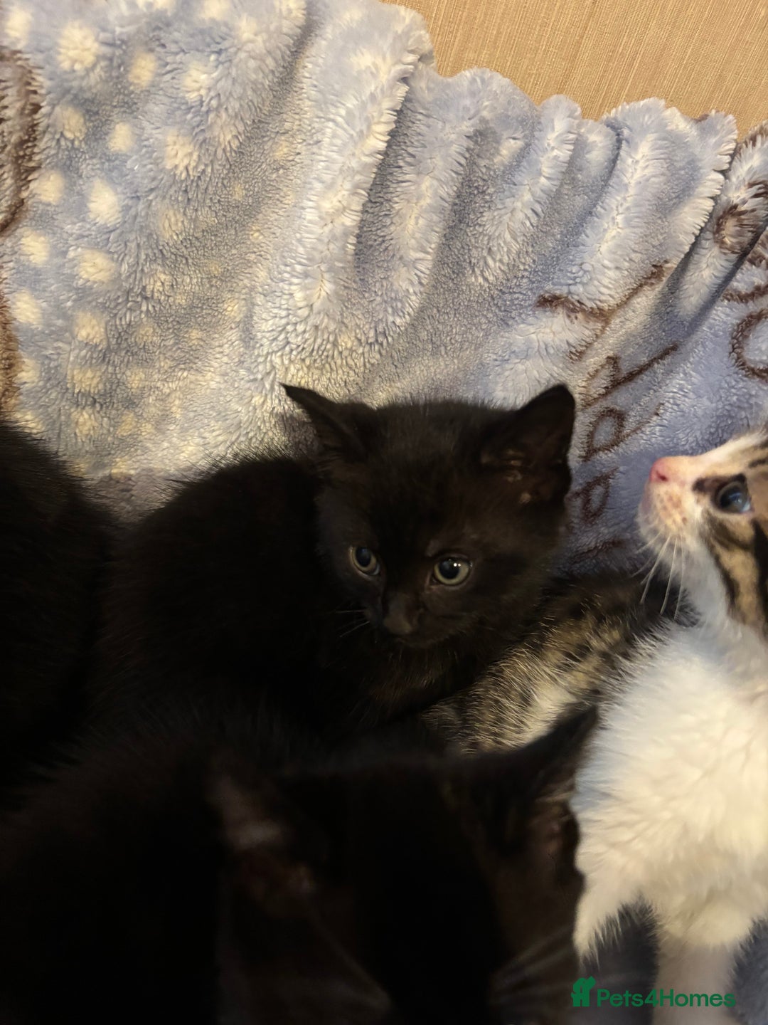 Mixed Breed cats for sale: Beautiful kittens - Image 5