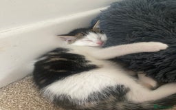 Mixed Breed cats for sale: Beautiful confident kittens for sale in Exeter - Image 2