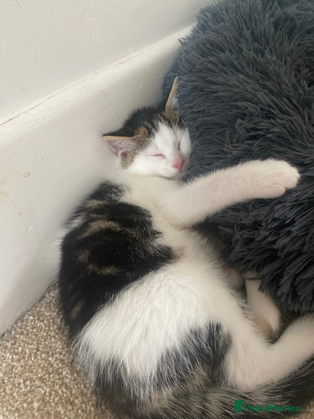 Mixed Breed cats for sale: Beautiful confident kittens for sale in Exeter - Image 2