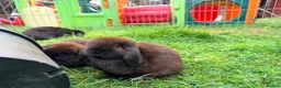 Mini Lop rabbits for sale: Mini Lop Bunnies in Kidderminster - Advert 3
