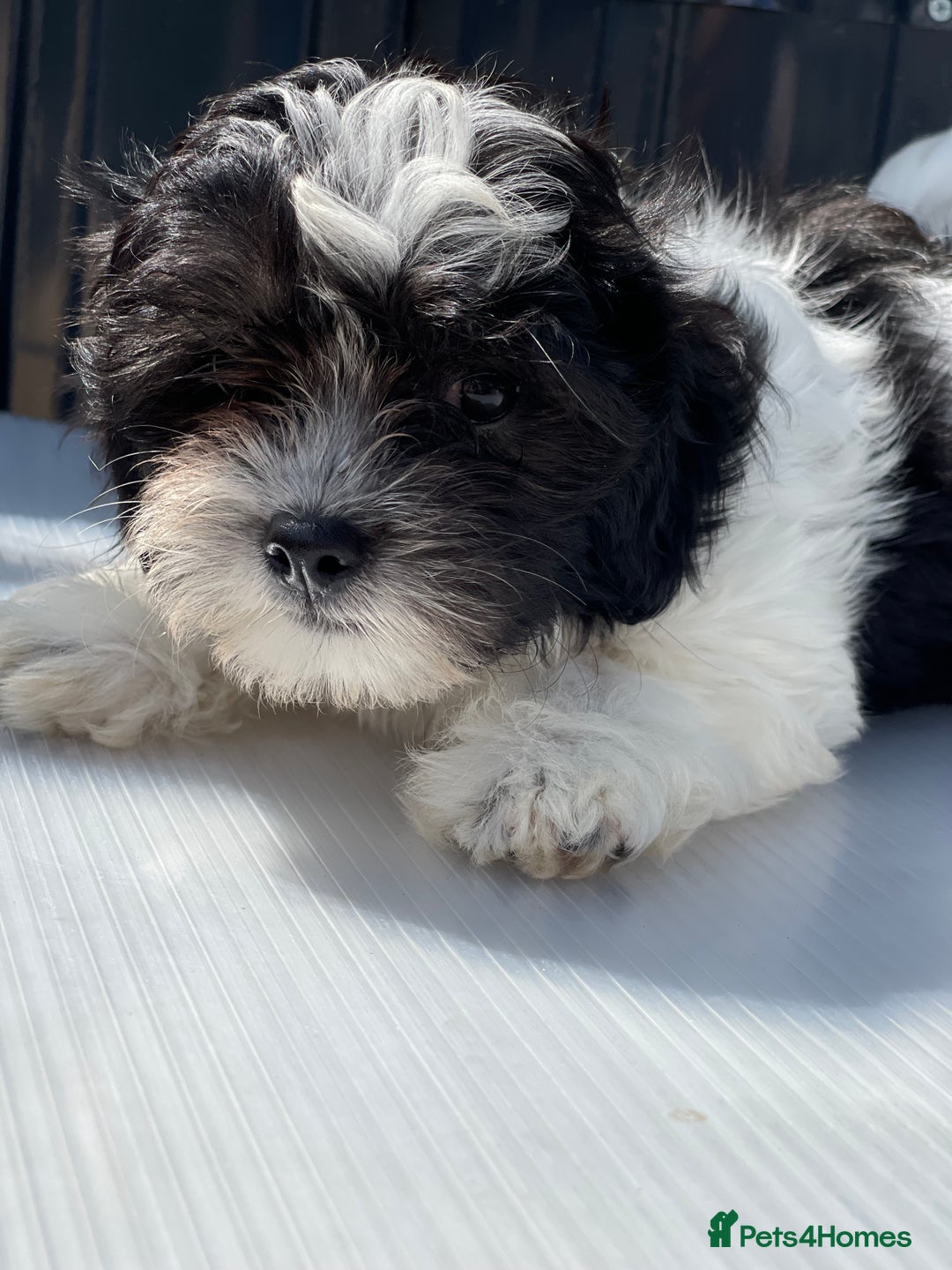 Havanese dogs for sale: Havanese bichon  - Image 3