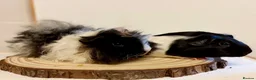 Guinea Pig rodents for sale: 4 pairs of boys and 2 pairs of girls  - Advert 2