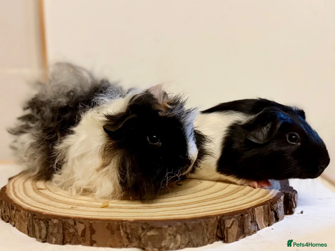 Guinea Pig rodents for sale: 4 pairs of boys and 2 pairs of girls  - Advert 2