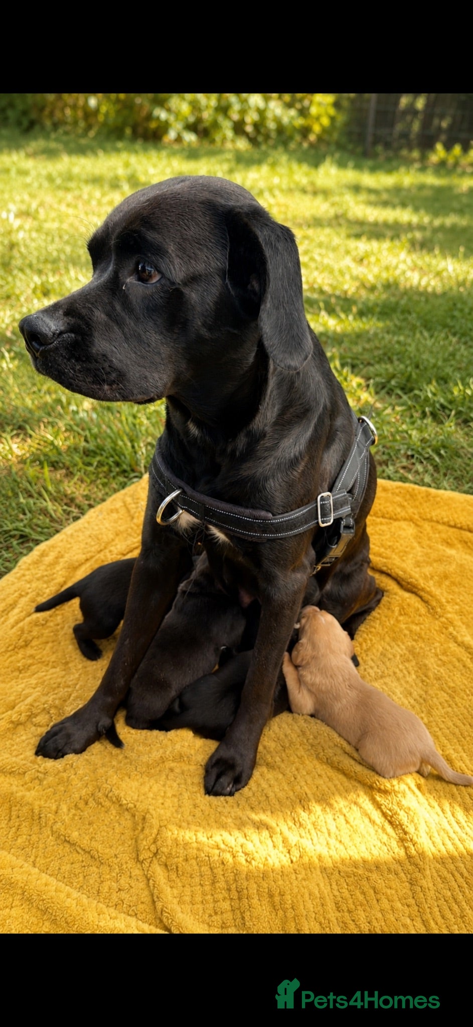 Labrador Retriever dogs Labrador cross Boxerdore puppies  - Advert 2