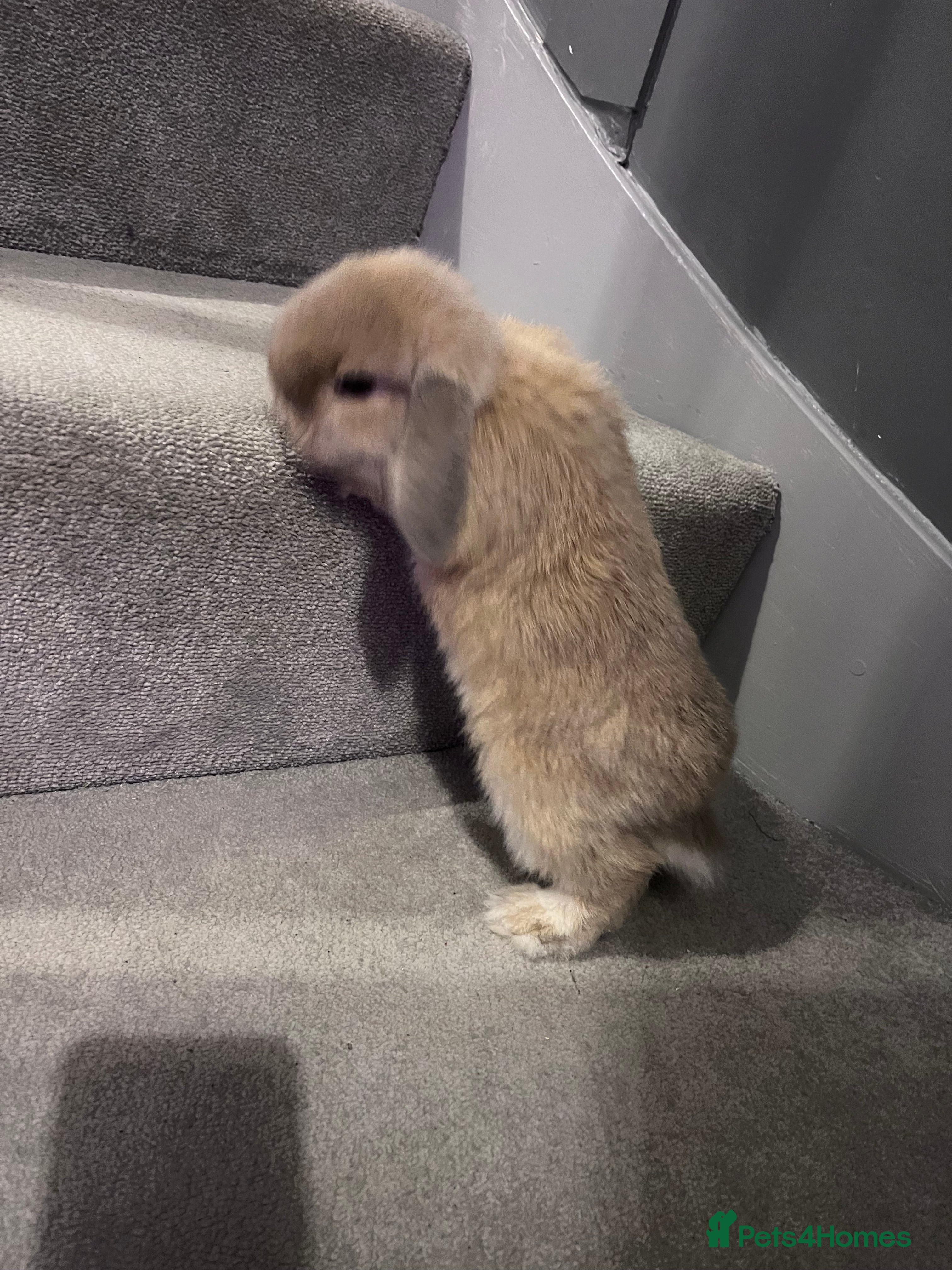 Mini Lop rabbits Litter of mini lops - Advert 10