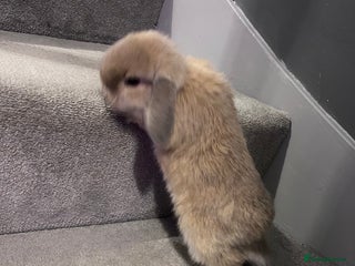 Mini Lop rabbits Litter of mini lops - Advert 5