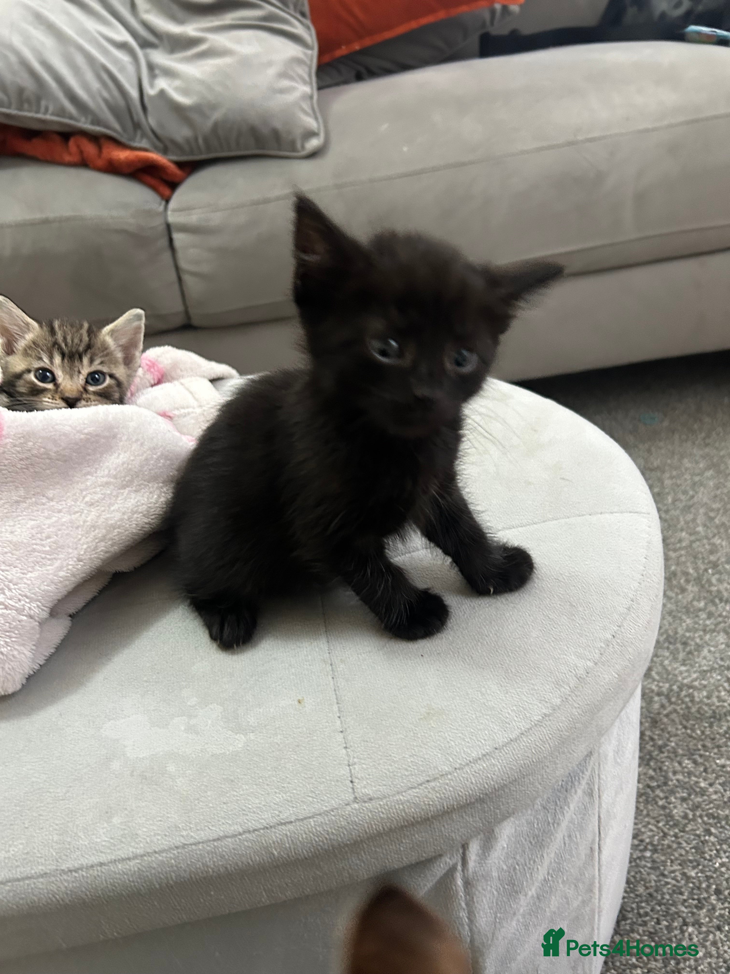Mixed Breed cats Mixed Breed Tabby Shorthair Kittens - Advert 2