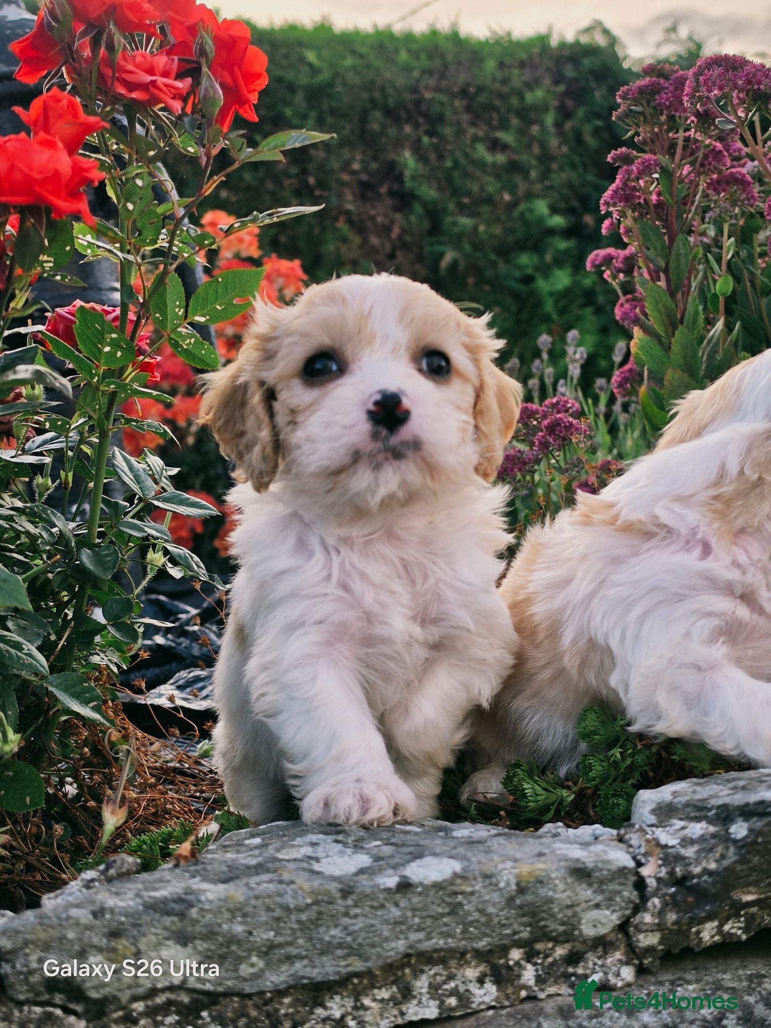 Cavachon dogs 10 STUNNING CAVACHONS😍🐾💙💖 - Advert 2