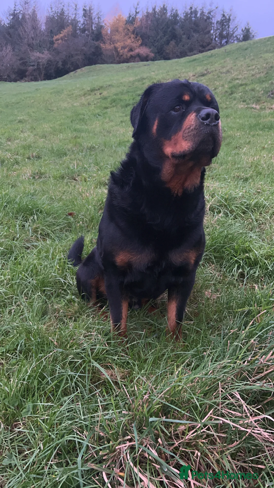 Rottweiler dogs for sale: CHUNKY BEAUTIFUL ROTTWEILERS   - Advert 2