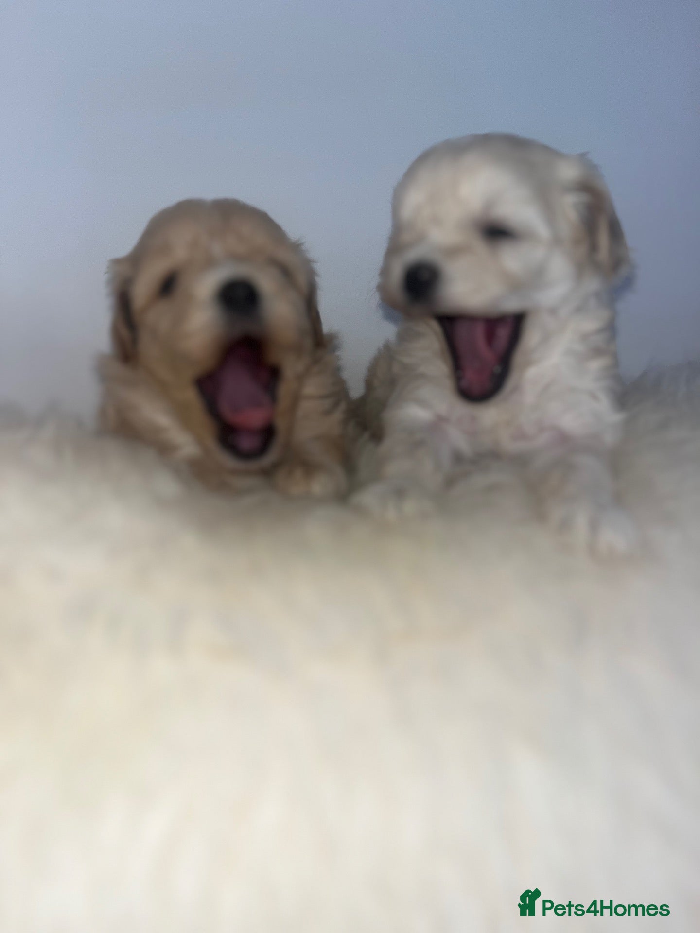 Maltipoo dogs OUTSTANDING TOY/KOREAN MALTIPOOS  - Advert 1