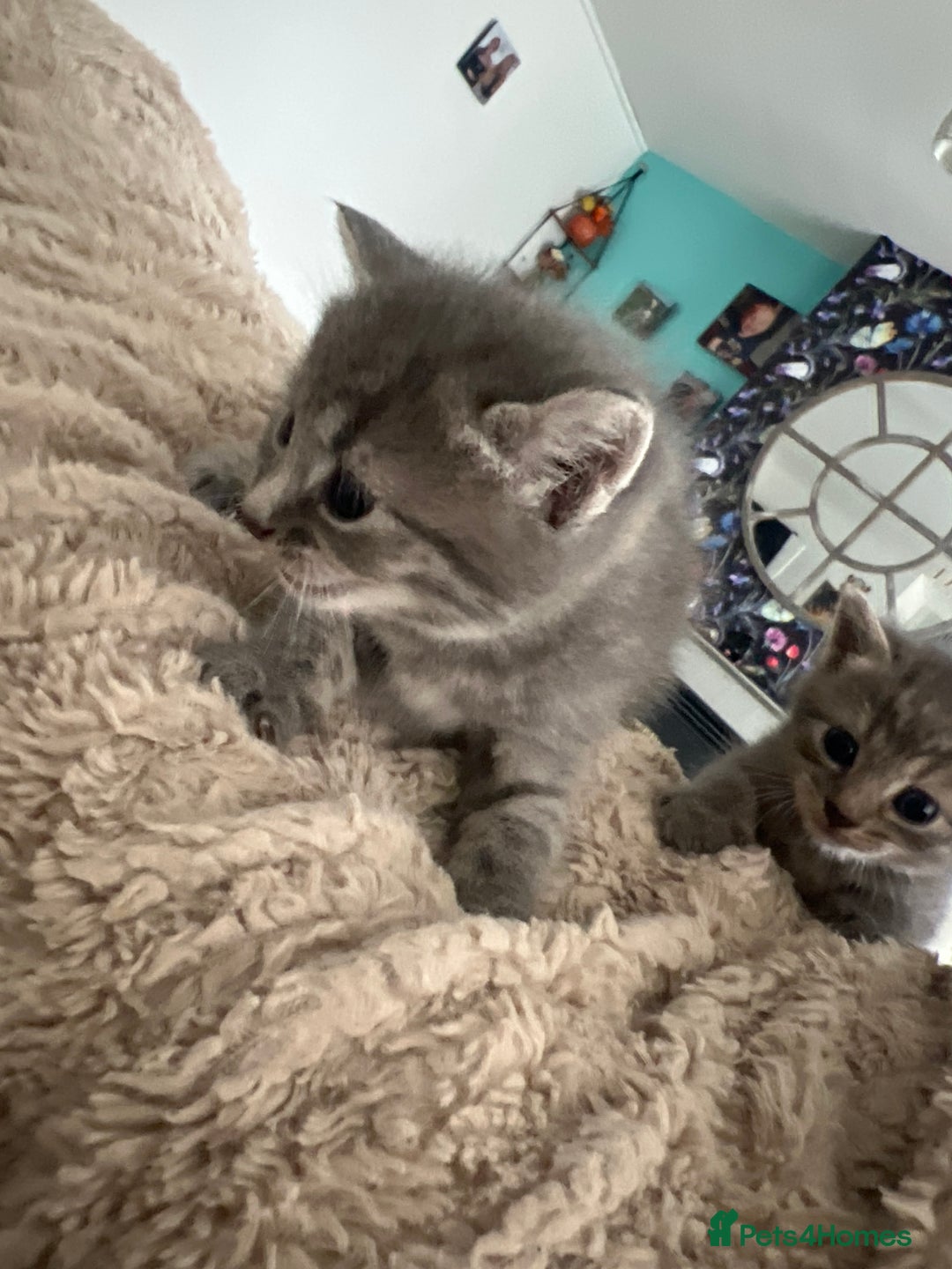 Mixed Breed cats for sale: Grey kittens - Image 2