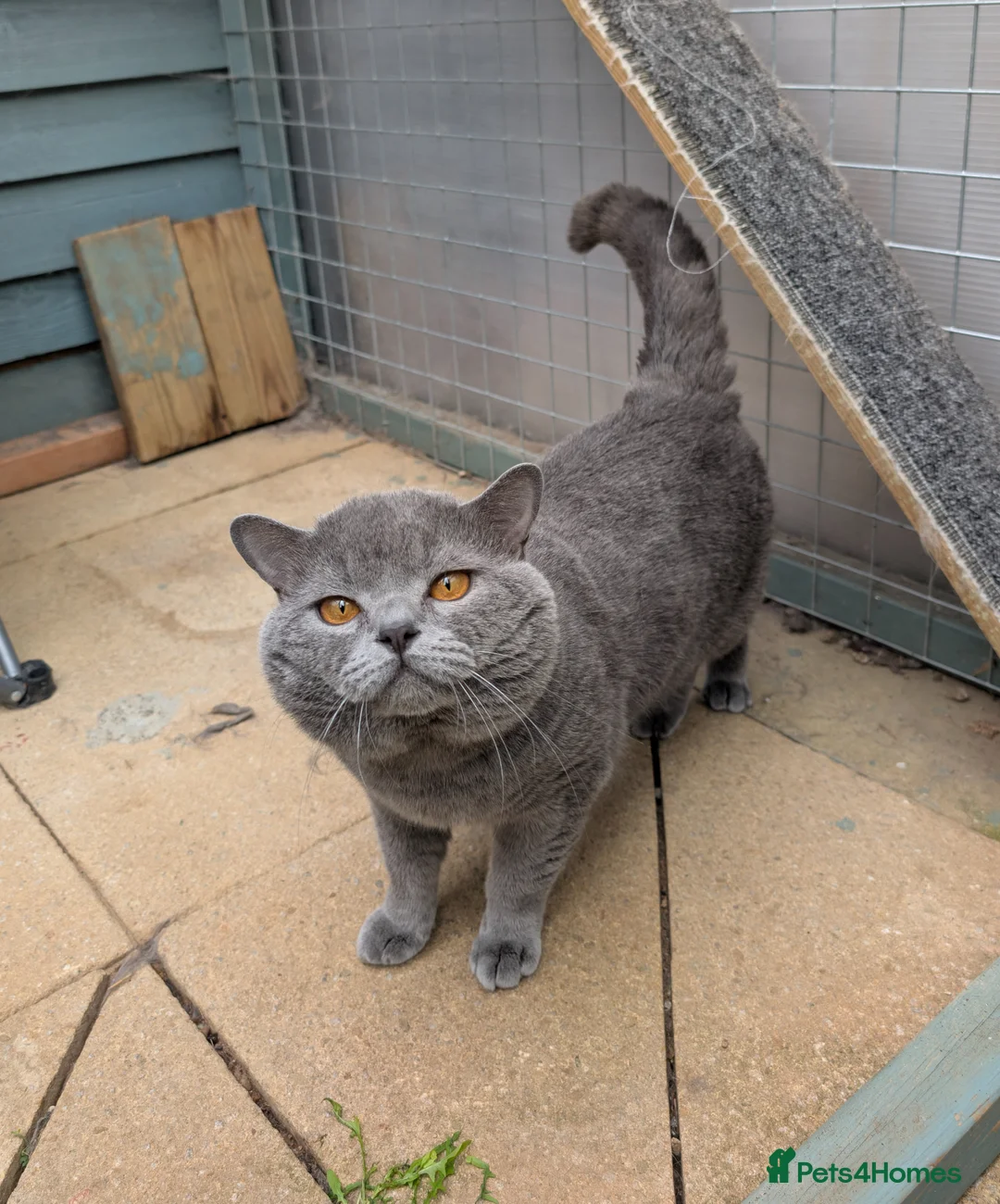 British Shorthair cats for stud: Bsh stud - Advert 4