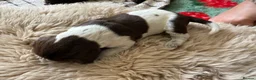 German Shorthaired Pointer dogs for sale: Litter of nine family raised GSPs  - Advert 26