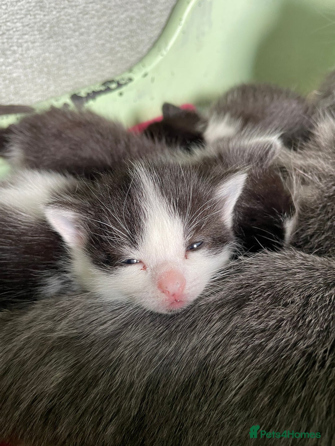 Mixed Breed cats for sale: Beautiful affectionate kittens for sale  - Image 10