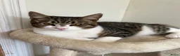 Domestic Shorthair cats for sale: Due to allergies two kittens up for sale  - Advert 3
