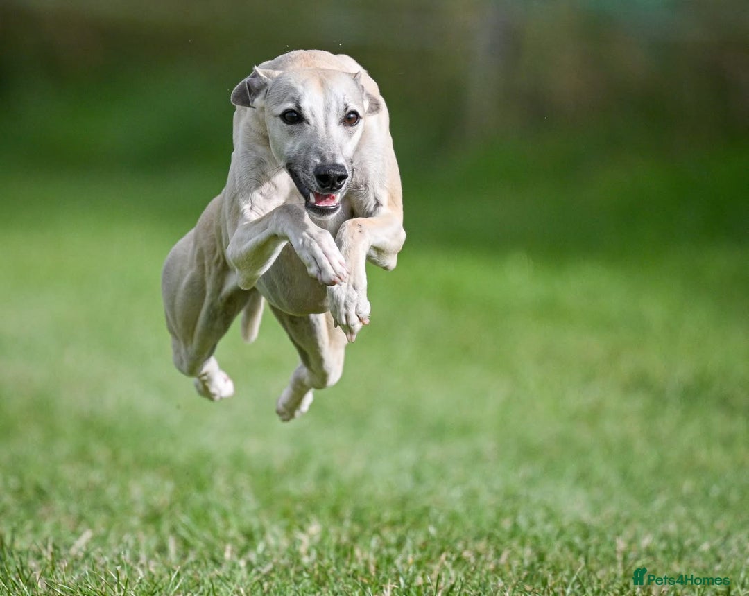 Whippet dogs for sale: Honey is looking for her forever home - Advert 4