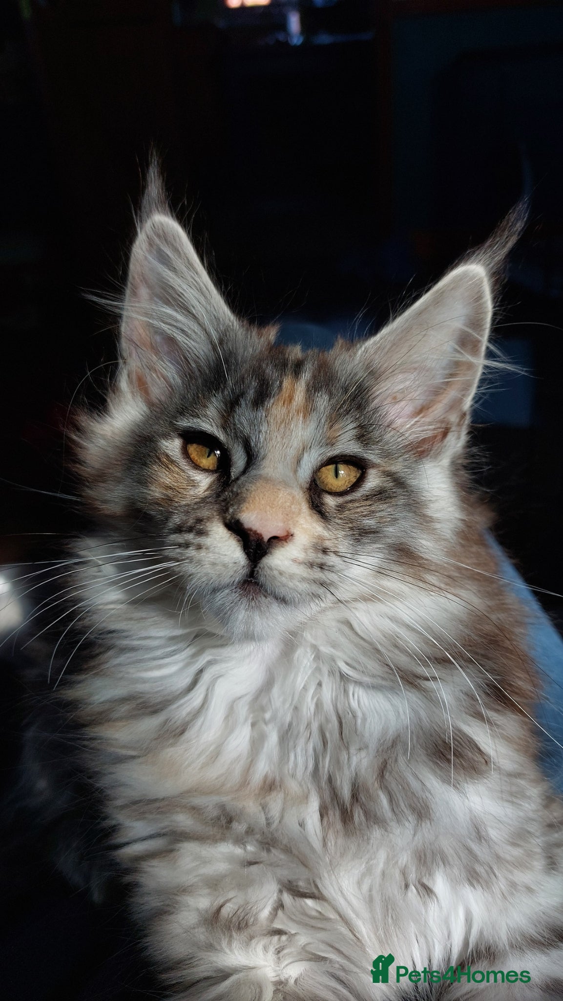 Maine Coon cats Stunning Maine Coon Kitten  - Advert 7