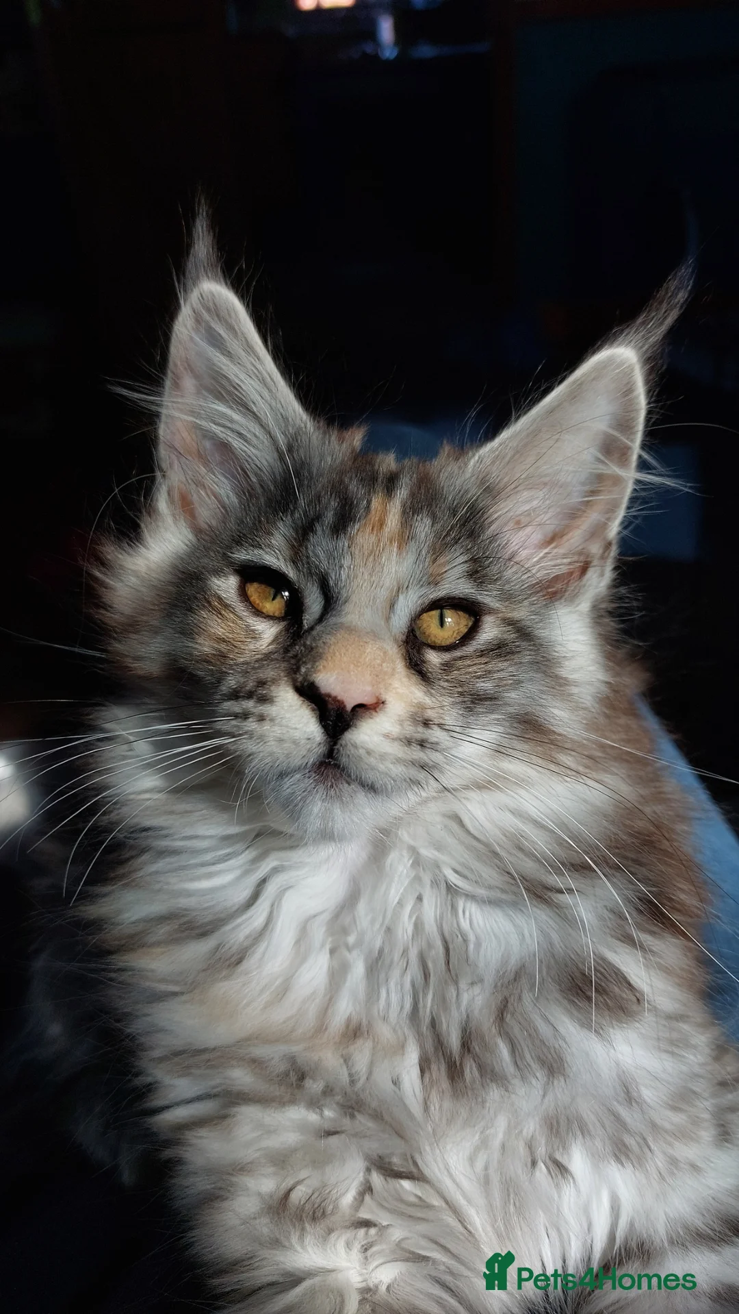 Maine Coon cats for sale: Stunning Maine Coon Kitten  - Advert 1