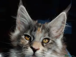 Maine Coon cats Stunning Maine Coon Kitten - Advert 7