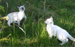 Siamese cats for sale: Siamese Kittens - Image 20