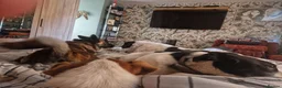 Mixed Breed dogs for adoption: 🐾💛STELLA – The Brave Mum Who Defied Her Fate💛🐾 in Doncaster - Advert 14