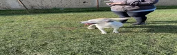 Mixed Breed dogs for adoption: Bizzy for adoption in Leighton Buzzard - Advert 11