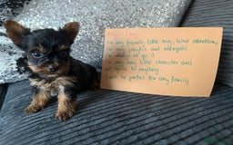 Yorkshire Terrier dogs for sale: Miniature Yorkshire terrier puppies  - Image 7