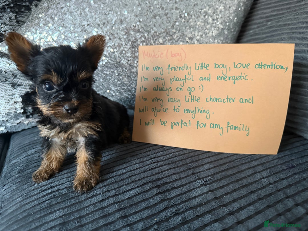 Yorkshire Terrier dogs for sale: Miniature Yorkshire terrier puppies  - Image 7