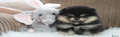 Pomeranian 4