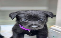 Mixed Breed dogs for sale: Sheprador Puppies - Image 21