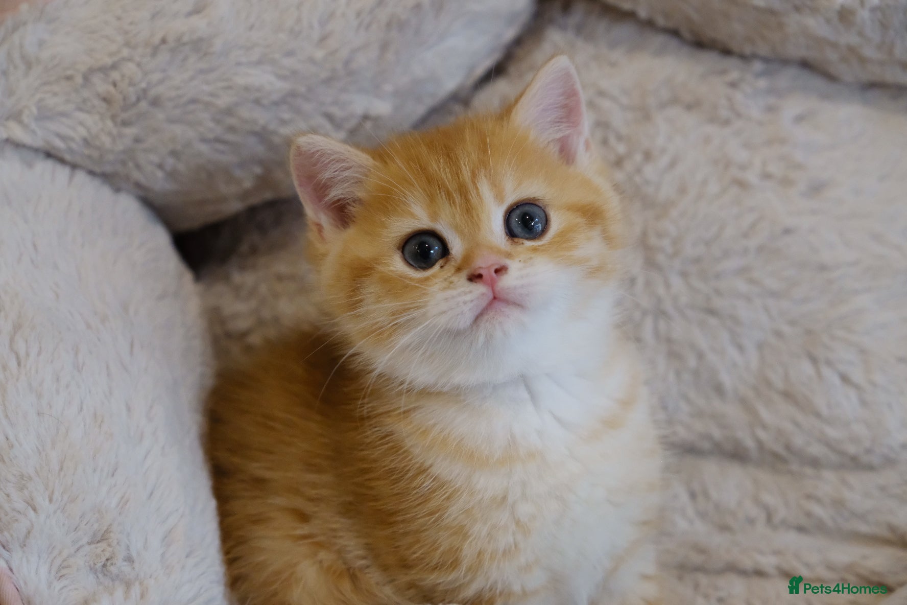 British Shorthair cats BSH Golden boys TICA Reg  - Advert 6