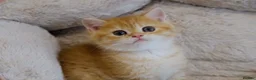 British Shorthair cats for sale: BSH Golden boys TICA Reg  - Advert 7