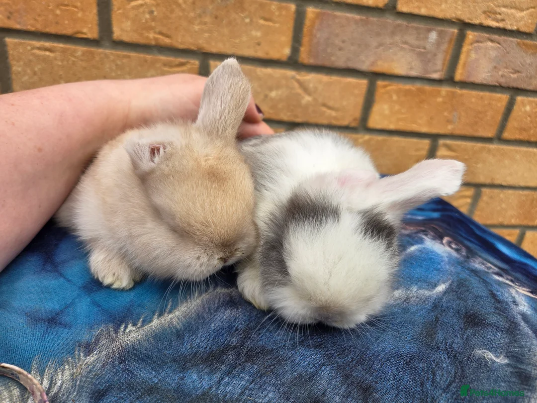 Mini Lop rabbits for sale: Adorable mini lops  - Advert 5