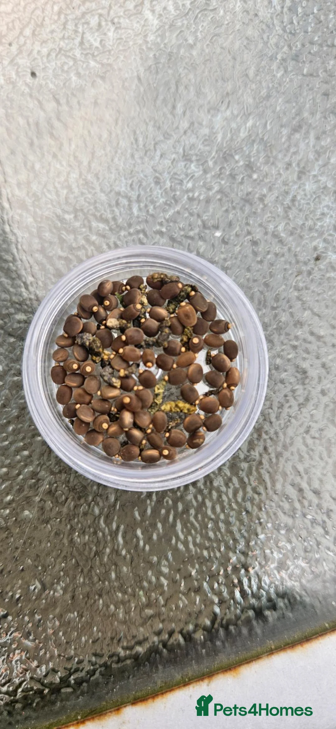 Stick Insects invertebrates for sale: Stick Insects eggs 10+  - Advert 1