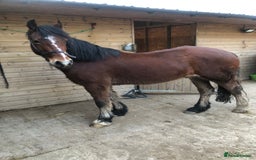 Welsh Section D horses for sale: 5 year old gelding ready to start learning  - Image 2