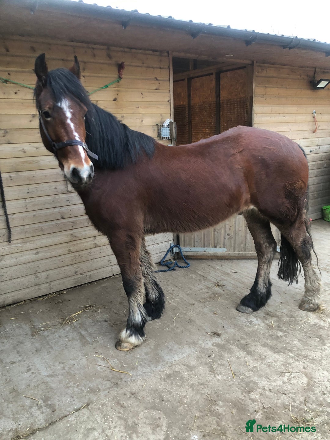 Welsh Section D horses for sale: 5 year old gelding ready to start learning  - Image 2