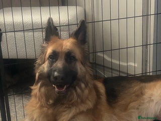 German Shepherd dogs German shepherd puppies Amber blood line - Advert 11