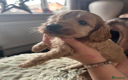 Cockapoo dogs for sale: ⭐️F1B cockapoo puppies⭐️ - Image 15