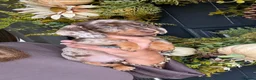 Miniature Dachshund dogs for sale: Beautiful Kc Reg miniature dachshunds  - Advert 10