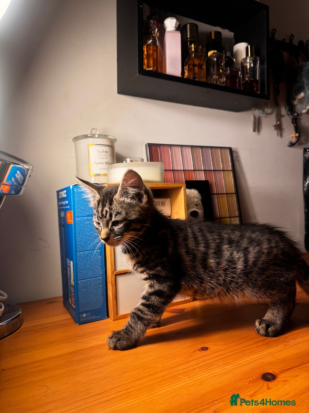 Mixed Breed cats for sale: Four gorgeous mixed breed kittens  - Advert 7