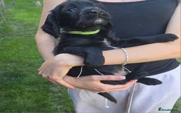 Cocker Spaniel dogs for sale: Working cocker spaniel pups - Image 8