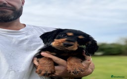 Cocker Spaniel dogs for sale: Champion bred working cocker spaniel - Image 4