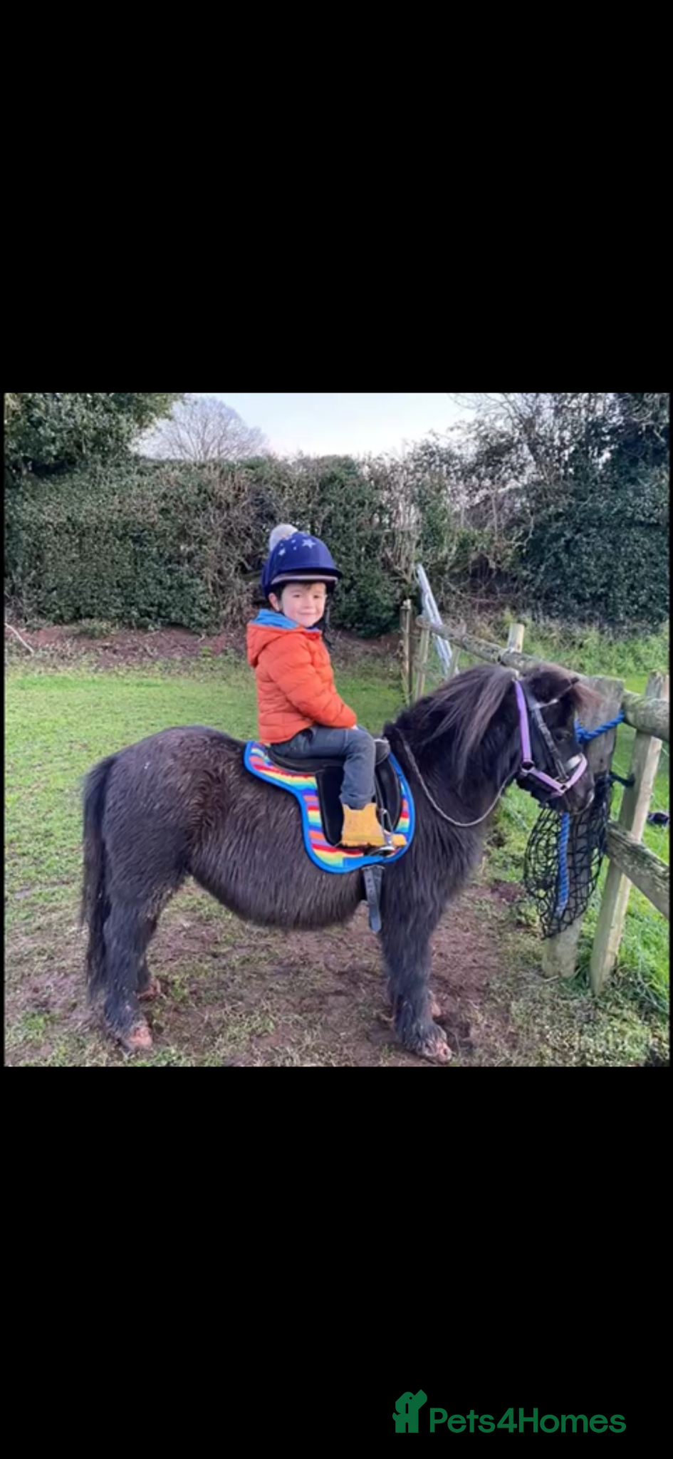 Shetland pony horses Perfect Shetland Pony - Advert 1