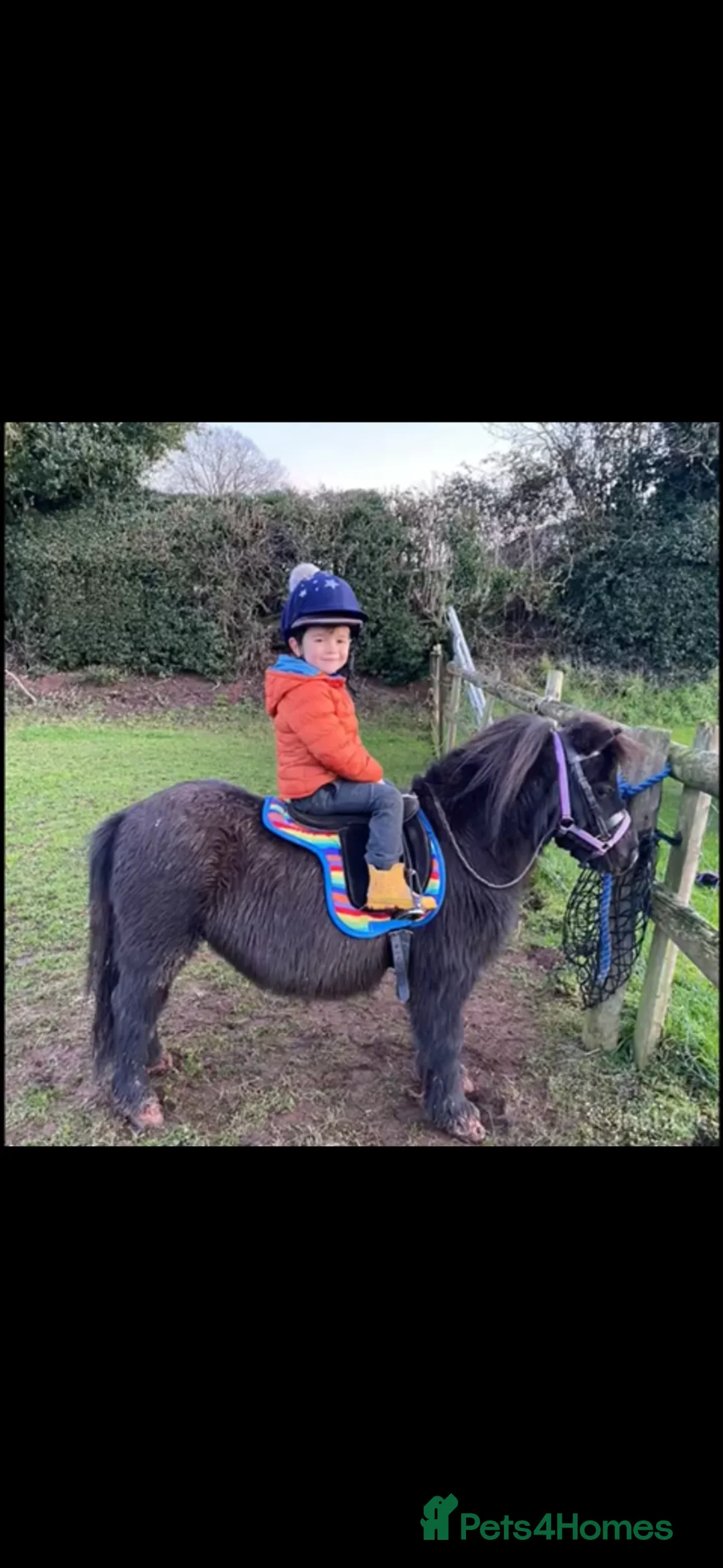 Shetland pony horses for sale: Perfect Shetland Pony - Advert 1