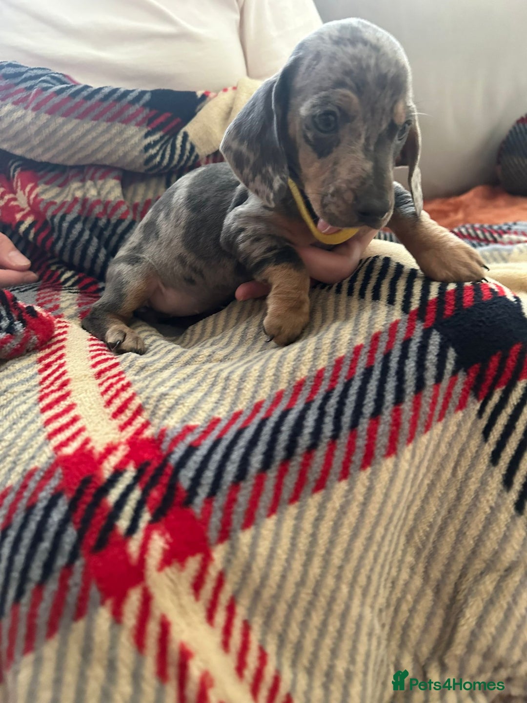 Miniature Dachshund dogs for sale: Miniature dachshund  - Image 7