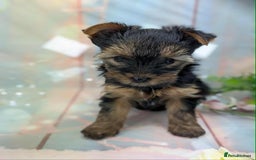 Yorkshire Terrier dogs for sale: Pedigree Yorkshire Terrier Puppies - Advert 4