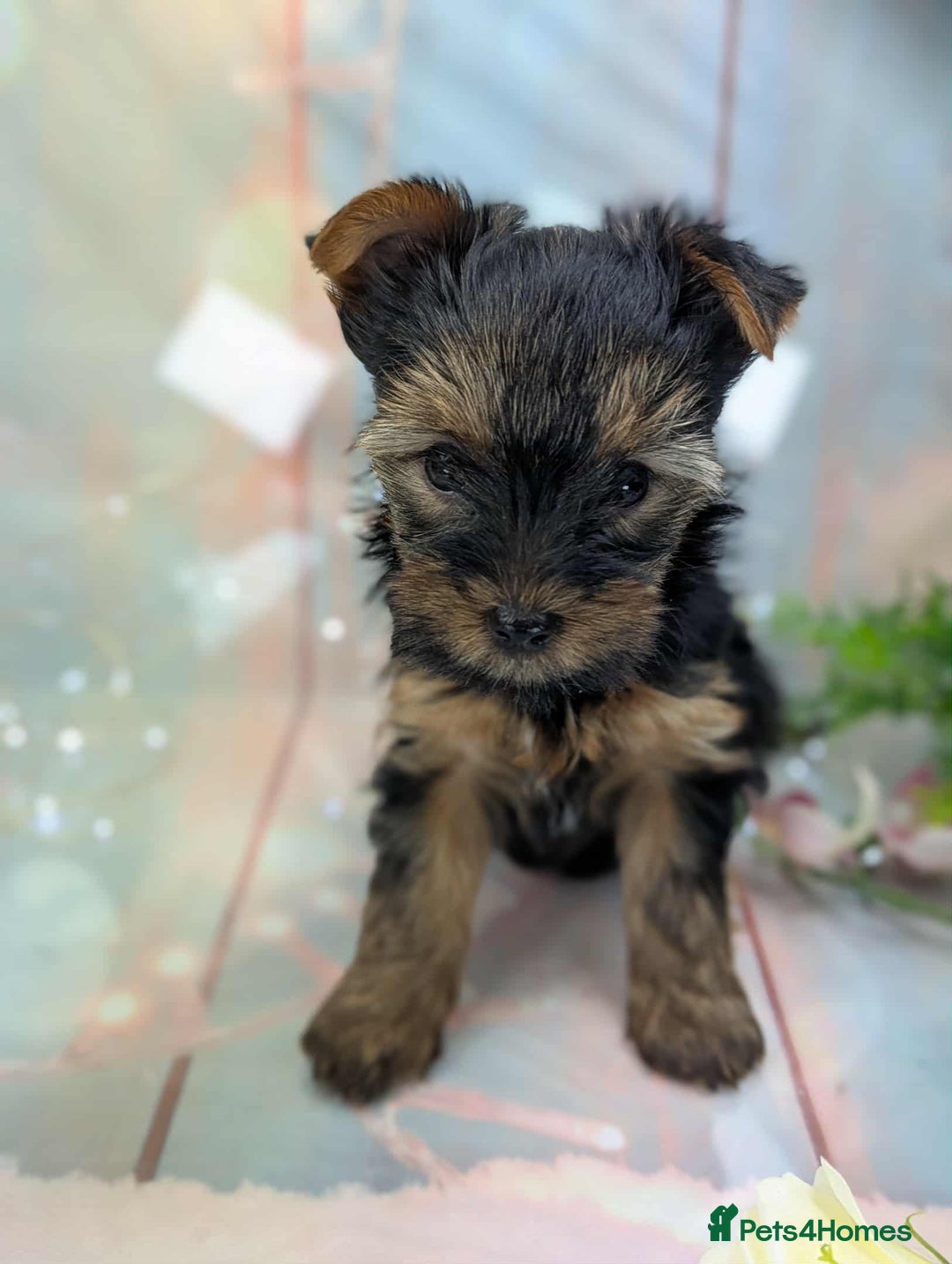 Yorkshire Terrier dogs for sale: Pedigree Yorkshire Terrier Puppies - Advert 4