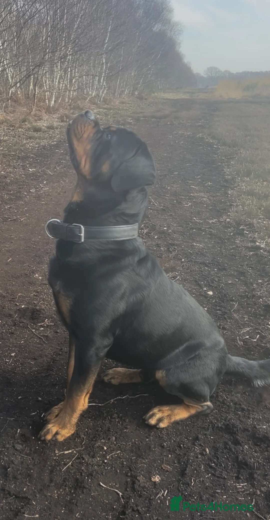 Rottweiler dogs for stud: Serbian Import - OTTO for stud  in Doncaster - Advert 11