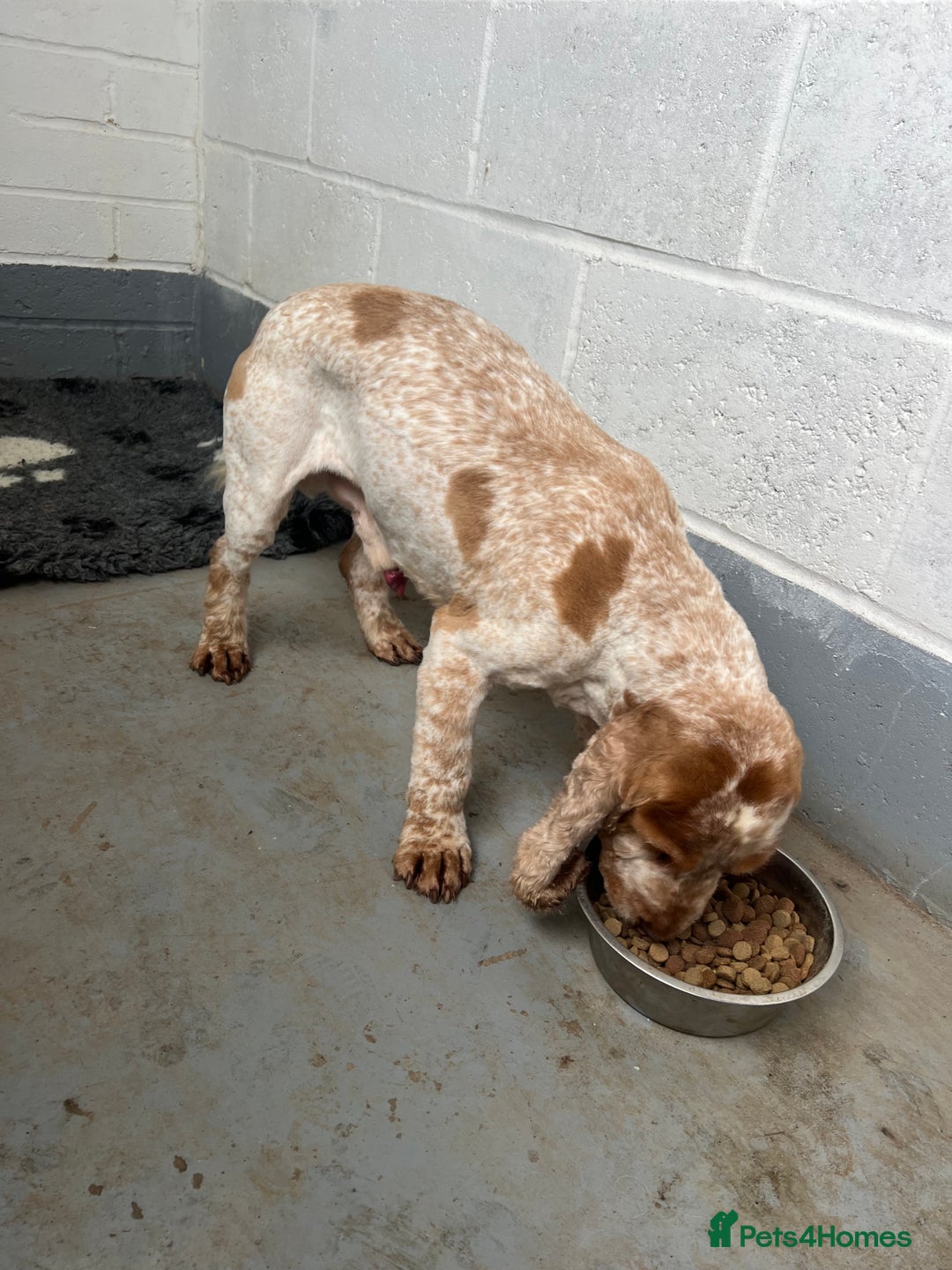 Cocker Spaniel dogs for stud: ERIC REHOMING  in Maidstone - Image 2