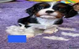 Cavalier King Charles Spaniel dogs for sale: Health Tested CKCS puppies  - Advert 8